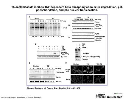 Thiocolchicoside inhibits TNF-dependent IκBα phosphorylation, IκBα degradation, p65 phosphorylation, and p65 nuclear translocation. Thiocolchicoside inhibits.