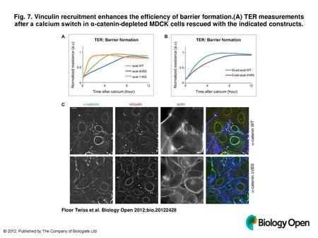 Fig. 7. Vinculin recruitment enhances the efficiency of barrier formation.(A) TER measurements after a calcium switch in α-catenin-depleted MDCK cells.