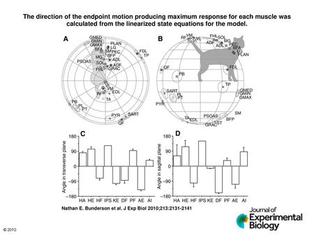 The direction of the endpoint motion producing maximum response for each muscle was calculated from the linearized state equations for the model. The direction.