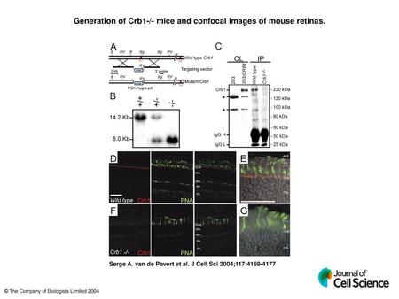 Generation of Crb1-/- mice and confocal images of mouse retinas.