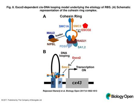 Fig. 8. Esco2-dependent cis-DNA looping model underlying the etiology of RBS. (A) Schematic representation of the cohesin ring complex. Esco2-dependent.