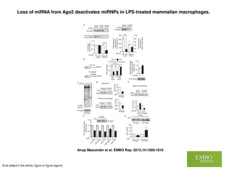 Loss of miRNA from Ago2 deactivates miRNPs in LPS‐treated mammalian macrophages. Loss of miRNA from Ago2 deactivates miRNPs in LPS‐treated mammalian macrophages.