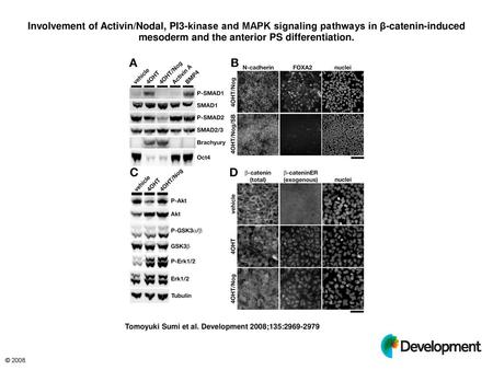 Involvement of Activin/Nodal, PI3-kinase and MAPK signaling pathways in β-catenin-induced mesoderm and the anterior PS differentiation. Involvement of.