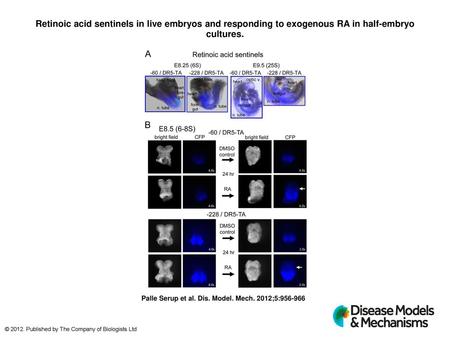 Retinoic acid sentinels in live embryos and responding to exogenous RA in half-embryo cultures. Retinoic acid sentinels in live embryos and responding.