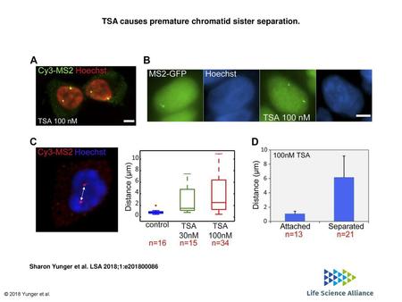 TSA causes premature chromatid sister separation.