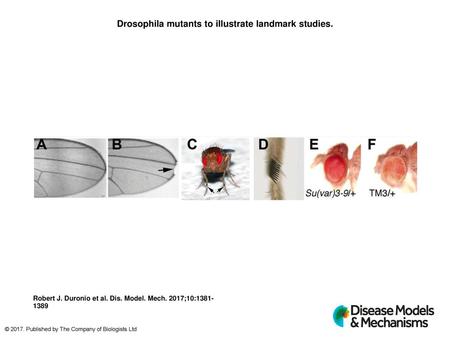 Drosophila mutants to illustrate landmark studies.