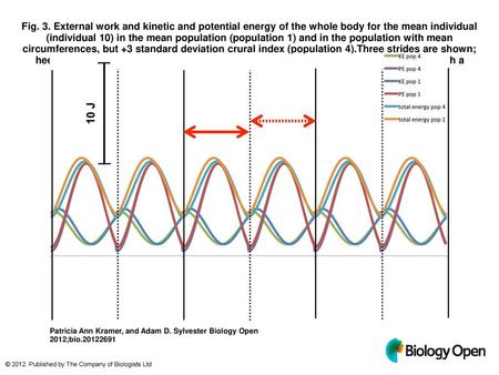 Fig. 3. External work and kinetic and potential energy of the whole body for the mean individual (individual 10) in the mean population (population 1)