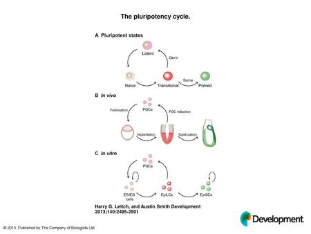 The pluripotency cycle.