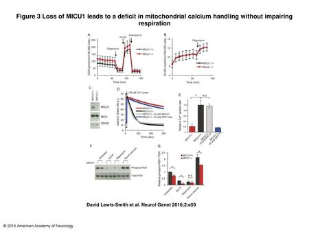 Figure 3 Loss of MICU1 leads to a deficit in mitochondrial calcium handling without impairing respiration Loss of MICU1 leads to a deficit in mitochondrial.