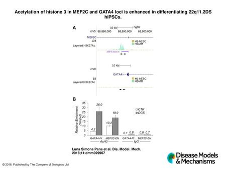 Acetylation of histone 3 in MEF2C and GATA4 loci is enhanced in differentiating 22q11.2DS hiPSCs. Acetylation of histone 3 in MEF2C and GATA4 loci is enhanced.