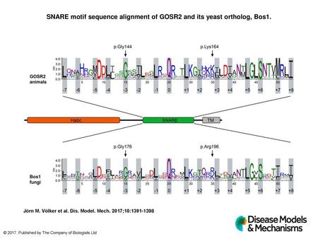 SNARE motif sequence alignment of GOSR2 and its yeast ortholog, Bos1.