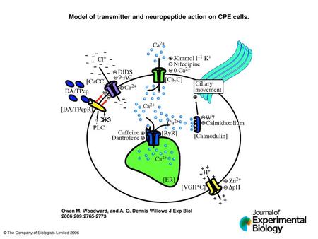 Model of transmitter and neuropeptide action on CPE cells.