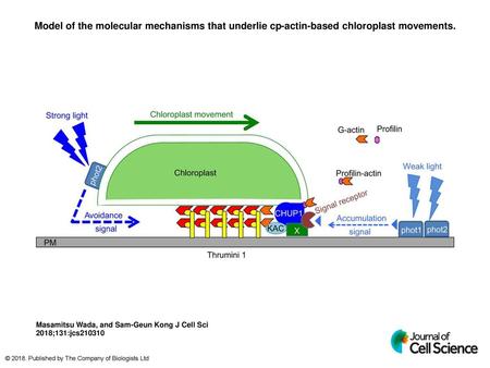 Model of the molecular mechanisms that underlie cp-actin-based chloroplast movements. Model of the molecular mechanisms that underlie cp-actin-based chloroplast.