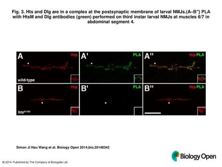 Fig. 3. Hts and Dlg are in a complex at the postsynaptic membrane of larval NMJs.(A–B″) PLA with HtsM and Dlg antibodies (green) performed on third instar.