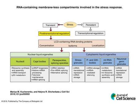 RNA-containing membrane-less compartments involved in the stress response. RNA-containing membrane-less compartments involved in the stress response. Depending.