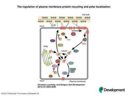 The regulation of plasma membrane protein recycling and polar localization. The regulation of plasma membrane protein recycling and polar localization.