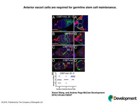 Anterior escort cells are required for germline stem cell maintenance.