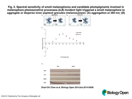 Fig. 2. Spectral sensitivity of smolt melanophores and candidate photopigments involved in melanophore photosensitive processes.(A,B) Incident light triggered.