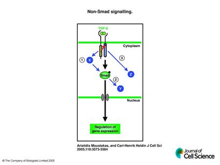 Non-Smad signalling. Non-Smad signalling. The canonical Smad pathway starting from the ligand-receptor complex and ending in the nucleus is illustrated.