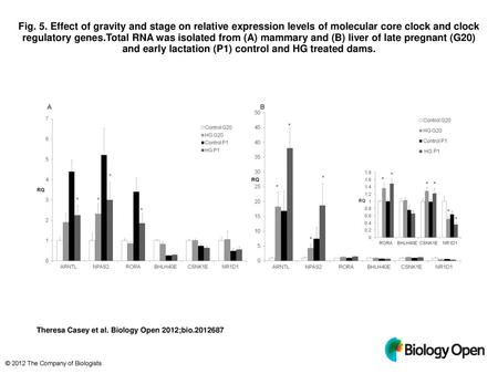 Fig. 5. Effect of gravity and stage on relative expression levels of molecular core clock and clock regulatory genes.Total RNA was isolated from (A) mammary.