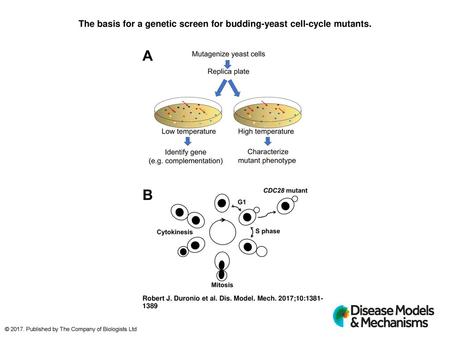 The basis for a genetic screen for budding-yeast cell-cycle mutants.