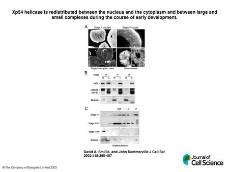 Xp54 helicase is redistributed between the nucleus and the cytoplasm and between large and small complexes during the course of early development. Xp54.