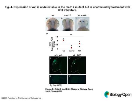 Fig. 4. Expression of oxt is undetectable in the med12 mutant but is unaffected by treatment with Wnt inhibitors. Expression of oxt is undetectable in.