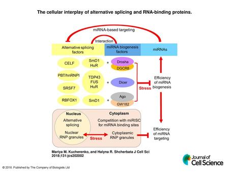 The cellular interplay of alternative splicing and RNA-binding proteins. The cellular interplay of alternative splicing and RNA-binding proteins. Alternative.