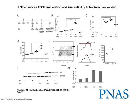 KGF enhances AECII proliferation and susceptibility to IAV infection, ex vivo. KGF enhances AECII proliferation and susceptibility to IAV infection, ex.