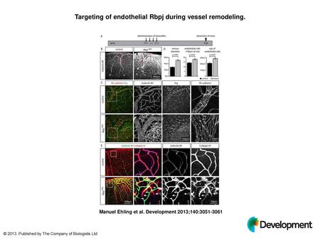 Targeting of endothelial Rbpj during vessel remodeling.