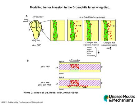 Modeling tumor invasion in the Drosophila larval wing disc.