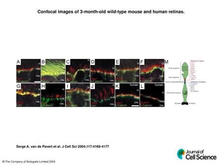 Confocal images of 3-month-old wild-type mouse and human retinas.