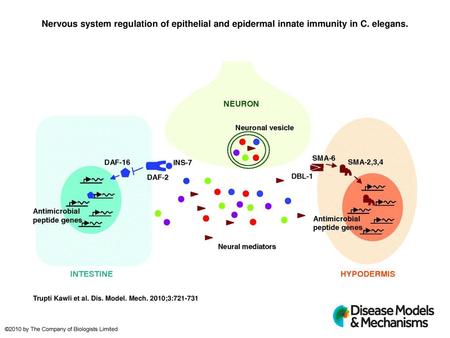 Nervous system regulation of epithelial and epidermal innate immunity in C. elegans. Nervous system regulation of epithelial and epidermal innate immunity.