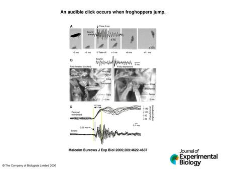 An audible click occurs when froghoppers jump.