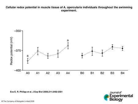 Cellular redox potential in muscle tissue of A