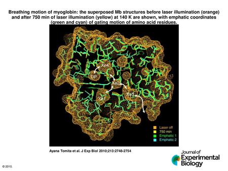 Breathing motion of myoglobin: the superposed Mb structures before laser illumination (orange) and after 750 min of laser illumination (yellow) at 140.