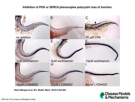 Inhibition of PI3K or SERCA phenocopies polycystin loss of function.