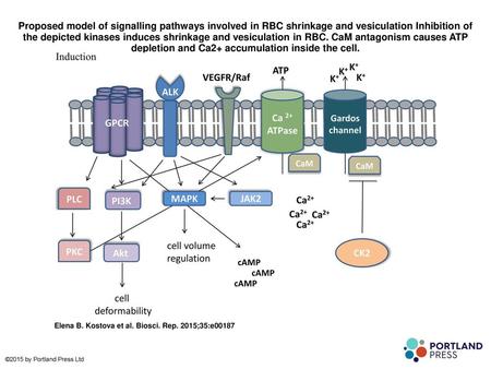 Proposed model of signalling pathways involved in RBC shrinkage and vesiculation Inhibition of the depicted kinases induces shrinkage and vesiculation.