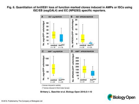 Fig. 6. Quantitation of hntXE81 loss of function marked clones induced in AMPs or ISCs using ISC/EB (esgGAL4) and EC (NP6293) specific reporters. Quantitation.