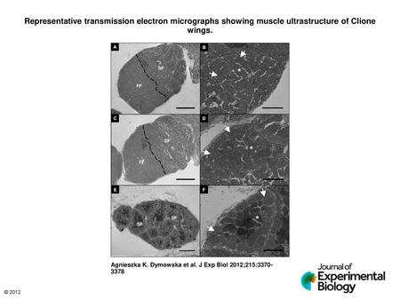 Representative transmission electron micrographs showing muscle ultrastructure of Clione wings. Representative transmission electron micrographs showing.