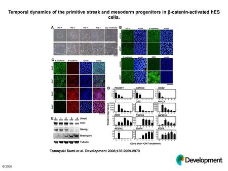 Temporal dynamics of the primitive streak and mesoderm progenitors in β-catenin-activated hES cells. Temporal dynamics of the primitive streak and mesoderm.