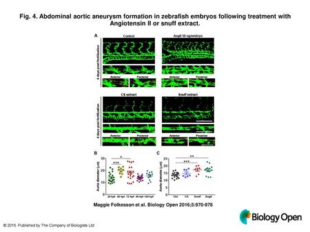 Fig. 4. Abdominal aortic aneurysm formation in zebrafish embryos following treatment with Angiotensin II or snuff extract. Abdominal aortic aneurysm formation.