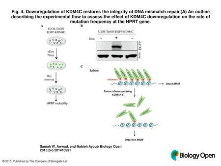 Fig. 4. Downregulation of KDM4C restores the integrity of DNA mismatch repair.(A) An outline describing the experimental flow to assess the effect of KDM4C.