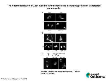 The N-terminal region of Xp54 fused to GFP behaves like a shuttling protein in transfected culture cells. The N-terminal region of Xp54 fused to GFP behaves.