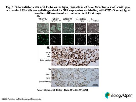 Fig. 5. Differentiated cells sort to the outer layer, regardless of E- or N-cadherin status.Wildtype and mutant ES cells were distinguished by GFP expression.