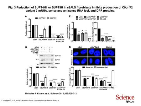 Fig. 3 Reduction of SUPT4H1 or SUPT5H in c9ALS fibroblasts inhibits production of C9orf72 variant 3 mRNA, sense and antisense RNA foci, and DPR proteins.