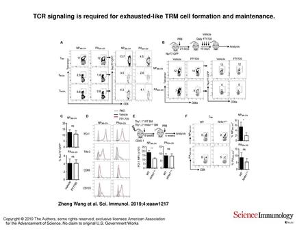 TCR signaling is required for exhausted-like TRM cell formation and maintenance. TCR signaling is required for exhausted-like TRM cell formation and maintenance.