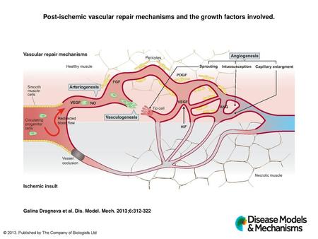 Post-ischemic vascular repair mechanisms and the growth factors involved. Post-ischemic vascular repair mechanisms and the growth factors involved. The.