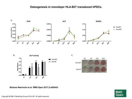 Osteogenesis in monolayer HLA-B27 transduced hPDCs.