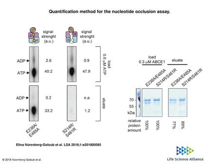 Quantification method for the nucleotide occlusion assay.